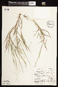 Digitaria cognata image