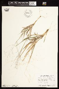 Digitaria cognata image