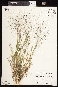Digitaria cognata image