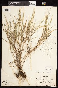 Digitaria cognata image