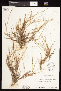 Digitaria cognata image