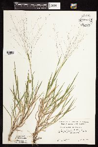 Digitaria cognata image