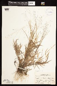 Digitaria cognata image