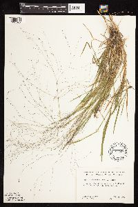 Digitaria cognata image