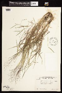 Digitaria cognata image