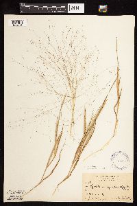 Digitaria cognata image