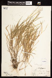 Digitaria cognata image