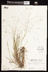Digitaria cognata image
