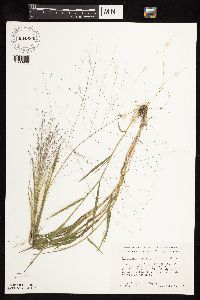 Digitaria cognata image