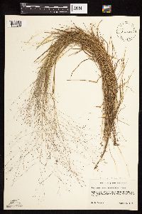 Digitaria cognata image