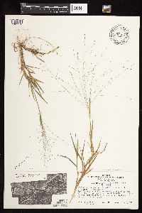 Digitaria cognata image