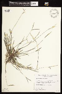 Digitaria ischaemum image