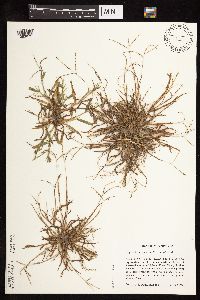 Digitaria ischaemum image
