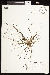 Digitaria ischaemum image