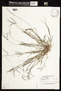 Digitaria ischaemum image