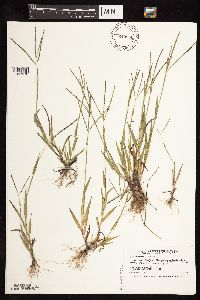 Digitaria ischaemum image