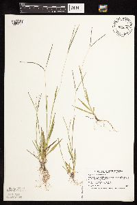 Digitaria ischaemum image