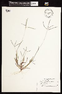Digitaria ischaemum image