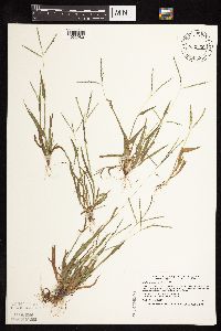 Digitaria ischaemum image