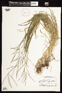 thumbnail image of current specimen