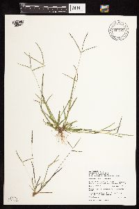 Digitaria ischaemum image