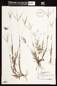 Thumbnail image of current specimen