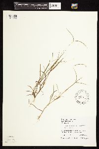 Digitaria ischaemum image