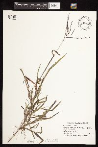 Digitaria ischaemum image