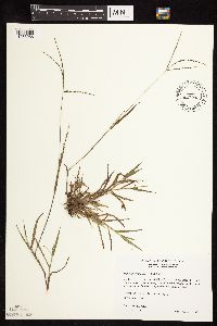 Digitaria ischaemum image