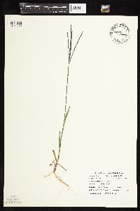 Digitaria ischaemum image