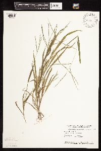 Digitaria ischaemum image