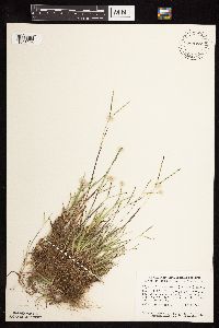 Digitaria ischaemum image