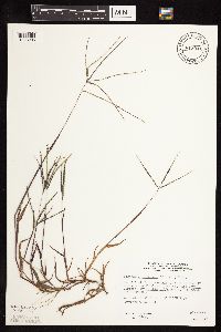 Digitaria ischaemum image