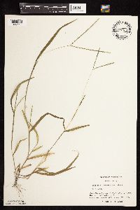 Digitaria ischaemum image