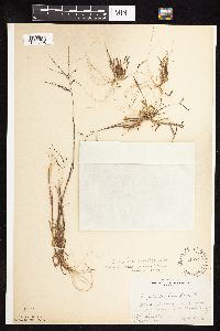 thumbnail image of current specimen