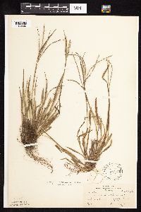 Digitaria ischaemum image