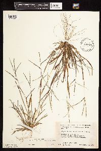 Digitaria ischaemum image
