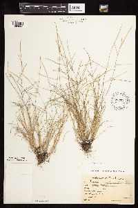 Digitaria ischaemum image