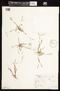 Digitaria ischaemum image