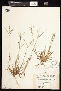 Digitaria ischaemum image