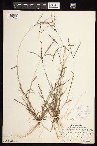 Digitaria ischaemum image