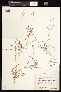 Digitaria ischaemum image