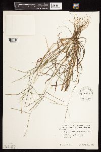 thumbnail image of current specimen