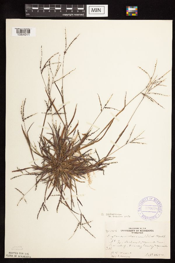 Digitaria ischaemum image