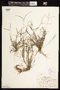 Digitaria ischaemum image