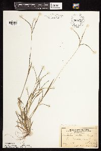 Digitaria ischaemum image