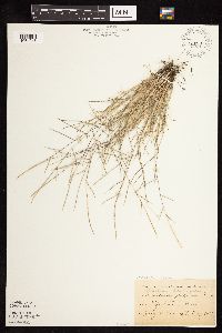 Digitaria ischaemum image