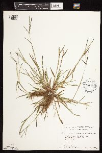 Digitaria ischaemum image