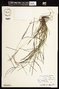 Digitaria ischaemum image