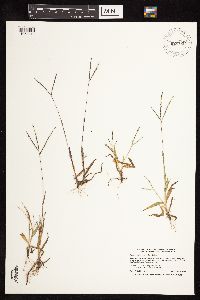 Digitaria ischaemum image